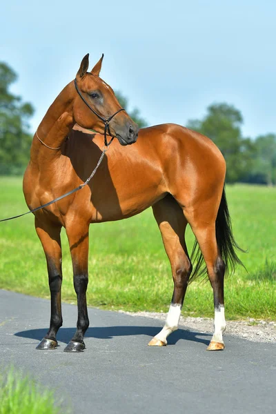 Öböl Akhal Teke Áll Aszfaltos Úton Közel Füves Mező Nyáron — Stock Fotó