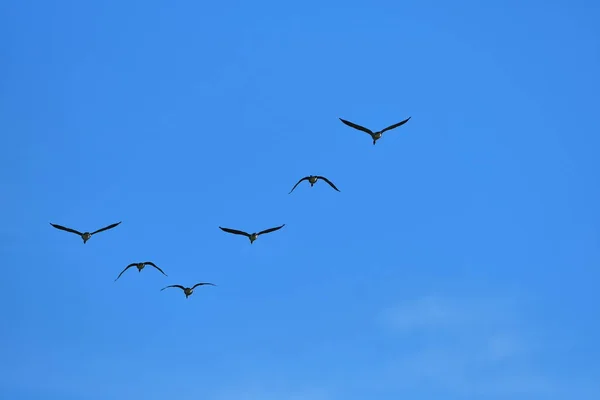 Flock of wild geese migrating in a triangle in a blue sky. — Stock Image Flock Wild Geese Migrating Triangle Blue Sky Royalty Free Stock Photos