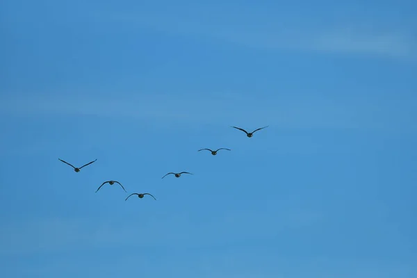 Flock of wild geese migrating in a triangle in a blue sky. — Stock Image Flock Wild Geese Migrating Triangle Blue Sky Stock Photo