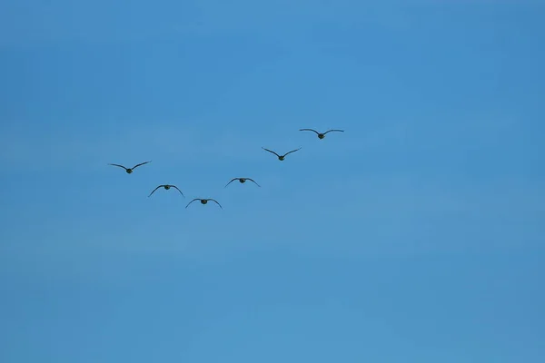 Flock of wild geese migrating in a triangle in a blue sky. — Stock Image Flock Wild Geese Migrating Triangle Blue Sky Royalty Free Stock Photos