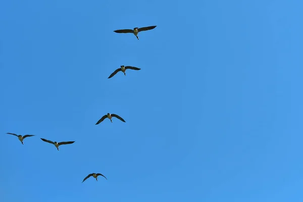 Flock of wild geese migrating in a triangle in a blue sky. — Stock Image Flock Wild Geese Migrating Triangle Blue Sky Royalty Free Stock Images