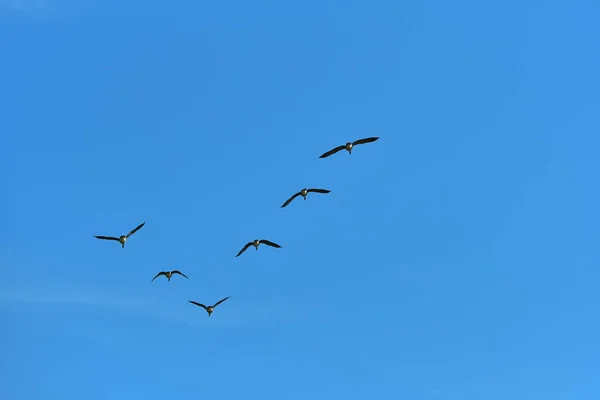 Flock of wild geese migrating in a triangle in a blue sky. — Stock Image Flock Wild Geese Migrating Triangle Blue Sky Royalty Free Stock Photos