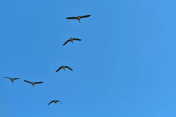 Rebanho Gansos Selvagens Migrando Triângulo Céu Azul — Fotografia de Stock