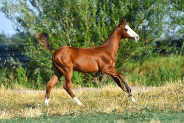 Bay Akhal Teke tayının, yazın tarlada koşan kafasında nadir bulunan beyaz bir leke var. Hareket halinde, kenar görünüm.