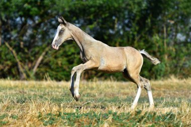 Palomino Akhal Teke tayı yaz tarlasında öne atlıyor. Mutlu ve özgür.