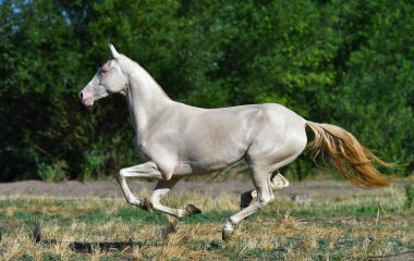 Perlino Akhal Teke aygırı sahada dört nala koşuyor. Yan görünüm, hareket halinde,