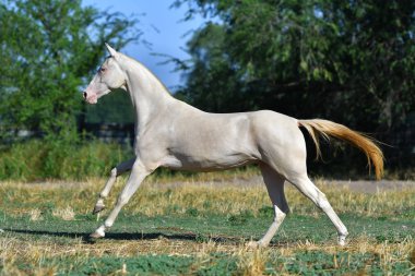 Perlino Akhal Teke aygırı sahada dört nala koşuyor. Yan görünüm, hareket halinde,