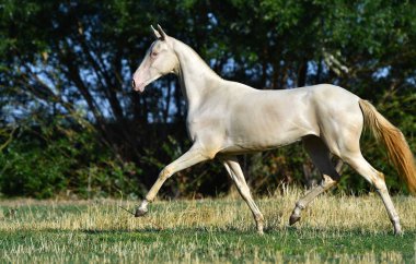 Perlino Akhal Teke aygırı sahada koşuyor. Yan görünüm, hareket halinde,