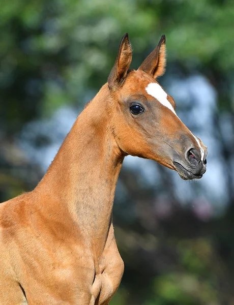 Ritratto Simpatico Puledro Akhal Teke Castagno Sfondo Verde Estate Chiudere — Foto Stock