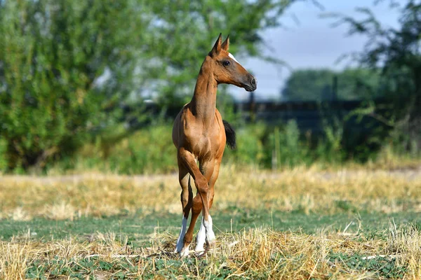 Baía Akhal Teke Potro Campo Sozinho Vista Frontal — Fotografia de Stock