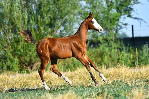 Potro Bay Akhal Teke Con Una Rara Marca Blanca Una — Foto de Stock