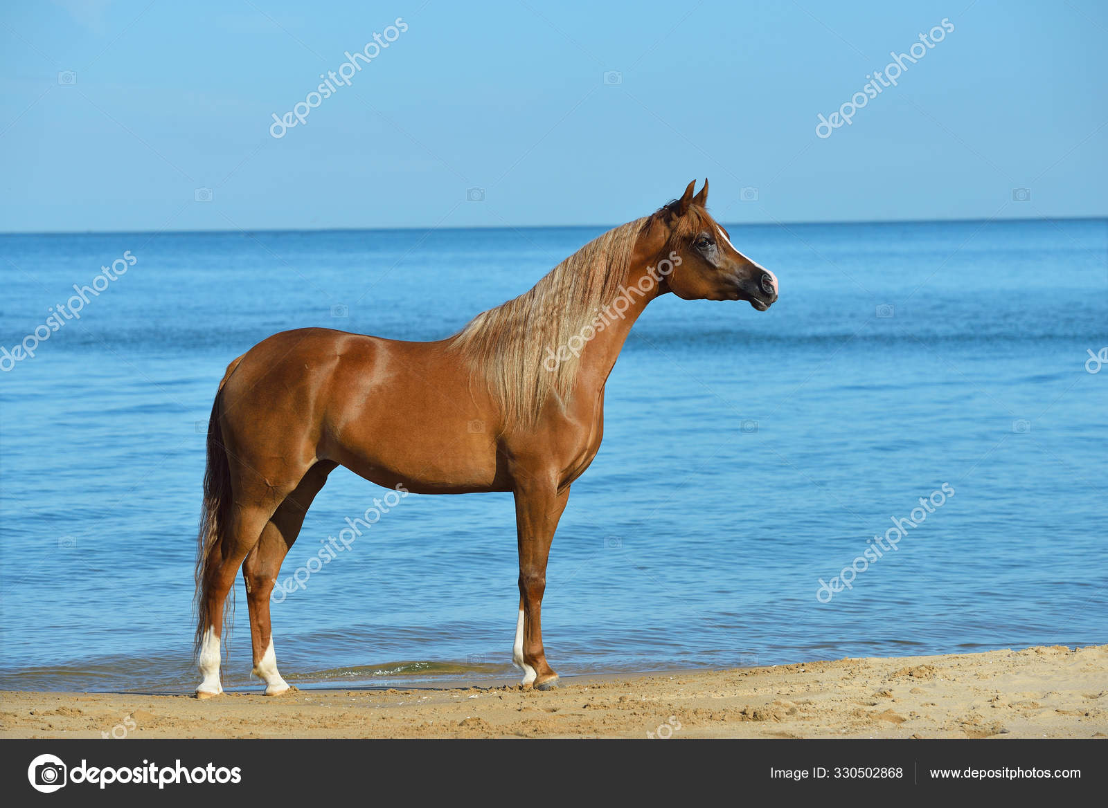 Retrato de um cavalo na frente de um céu azul