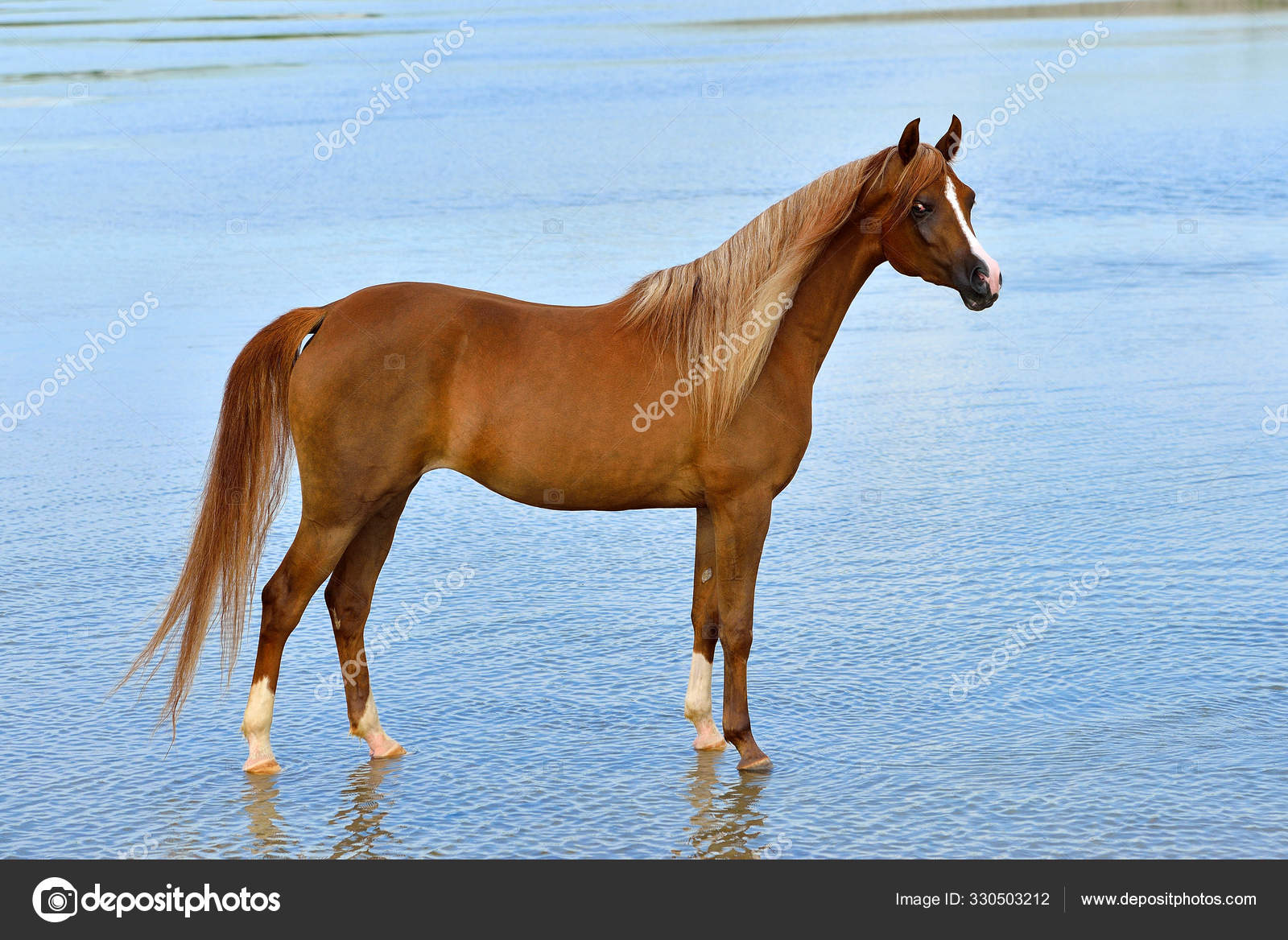 Retrato de um cavalo na frente de um céu azul