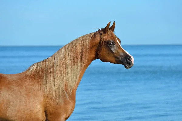 Castaño Caballo Raza Árabe Encuentra Playa Libre Verano Con Cielo — Foto de Stock