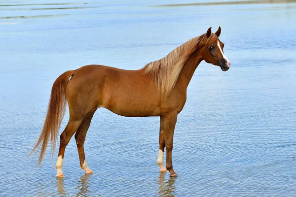 Castaño Caballo Raza Árabe Encuentra Playa Libre Verano Con Cielo — Foto de Stock