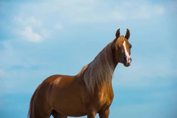 栗のアラビアの品種の馬は白い雲と明るい青空との距離を見て外に立っています 動物肖像画 — ストック写真