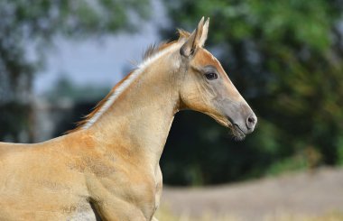 Palomino Akhal Teke tayı yaz otlaklarında gün ışığında ayakta duruyor. Hayvan portresi, yan görünüm.