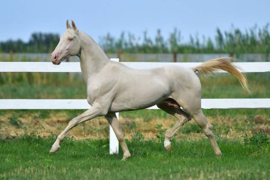 Perlino Akhal Teke aygırı sahada koşuyor. Yan görünüm, hareket halinde,