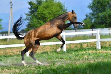 Genç ve komik erkek derisi Akhal Teke aygırı yazın çayırda oynuyor ve yetiştiriyor..