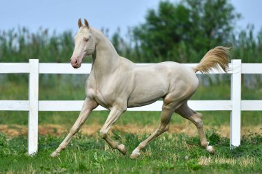 Perlino Akhal Teke aygırı sahada koşuyor. Yan görünüm, hareket halinde,
