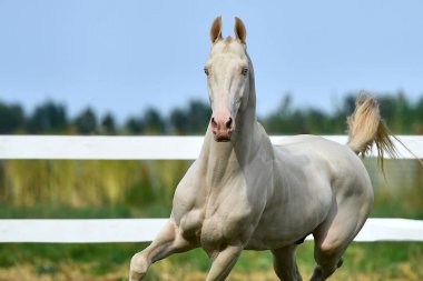 Perlino Akhal Teke aygırı kameraya doğru koşuyor. Portre, hareket halinde, ön görünüm.