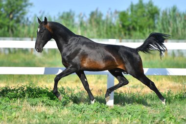 Dark Bay Akhal Teke aygırı yaz otlağında beyaz çit boyunca koşuyor..