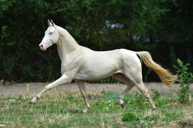 Perlino Akhal Teke aygırı sahada koşuyor. Yan görünüm, hareket halinde,