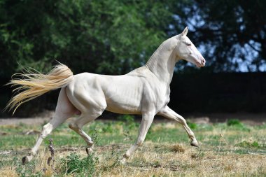 Perlino Akhal Teke aygırı sahada koşuyor. Yan görünüm, hareket halinde,