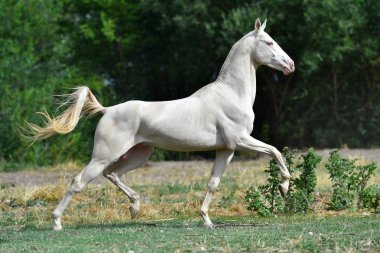 Perlino Akhal Teke aygırı sahada koşuyor. Yan görünüm, hareket halinde,