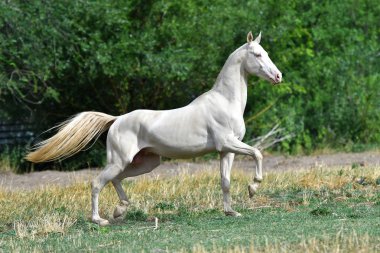 Perlino Akhal Teke aygırı sahada koşuyor. Yan görünüm, hareket halinde,