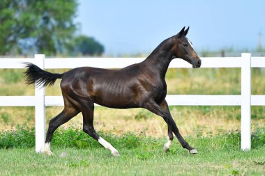 Dark Bay Akhal Teke aygırı, yaz otlağında beyaz çit boyunca dört nala koşuyor..