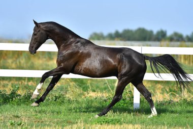 Dark Bay Akhal Teke aygırı, yaz otlağında beyaz çit boyunca dört nala koşuyor..
