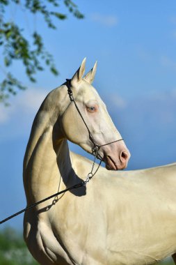 Perlino Akhal Teke aygırı, mavi gözlü, dizinin yuları dışarıda. Portre.