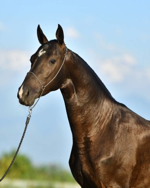 Mavi gökyüzü arka planında safkan siyah Akhal Teke atı. Portre,