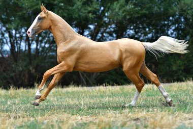 Safkan palomino Akhal Teke aygırı yazın çimenlerde dört nala koşuyor..