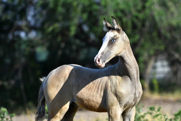 Palomino Akhal Teke Źrebak Stoi Polu Summel Odwraca Wzrok Portret — Zdjęcie stockowe