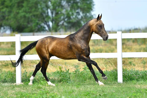 Purebred Dark Buckskin Akhal Teke Stallion Running Gallop Grass Summer — 스톡 사진