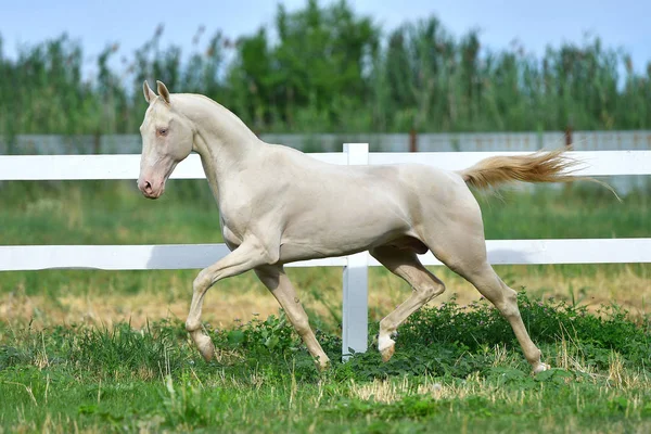 Perlino Akhal Teke aygırı sahada koşuyor. Yan görünüm, hareket halinde,