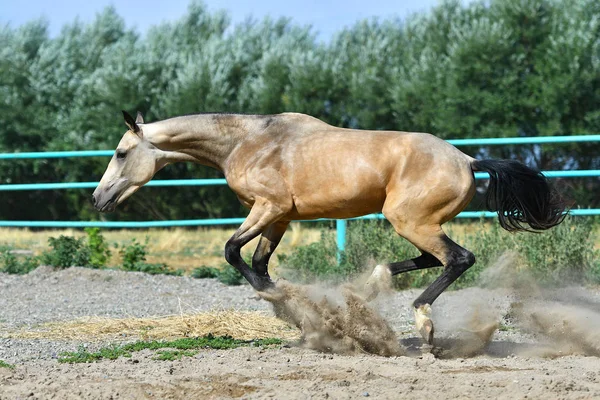 Gefokte Donkere Buckskin Akhal Teke Hengst Loopt Galop Het Gras — Stockfoto