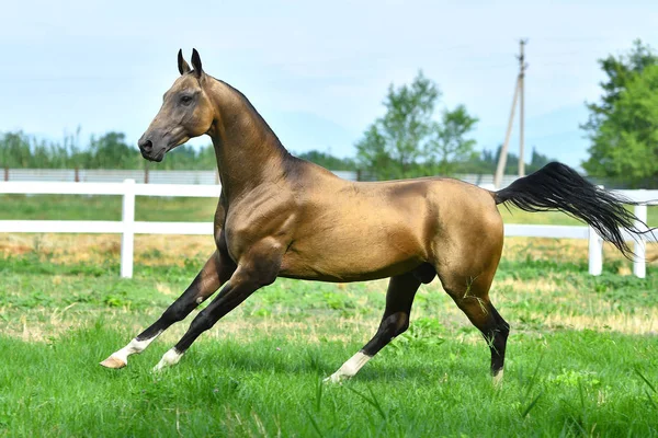 Gefokte Donkere Buckskin Akhal Teke Hengst Loopt Galop Het Gras — Stockfoto