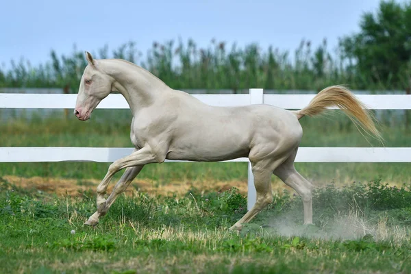 Perlino Akhal Teke Stallion Running Gallop Field Side View Motion — 스톡 사진