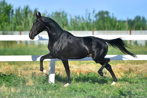 Semental Akhal Teke Negro Corriendo Trote Largo Cerca Blanca Paddock —  Fotos de Stock