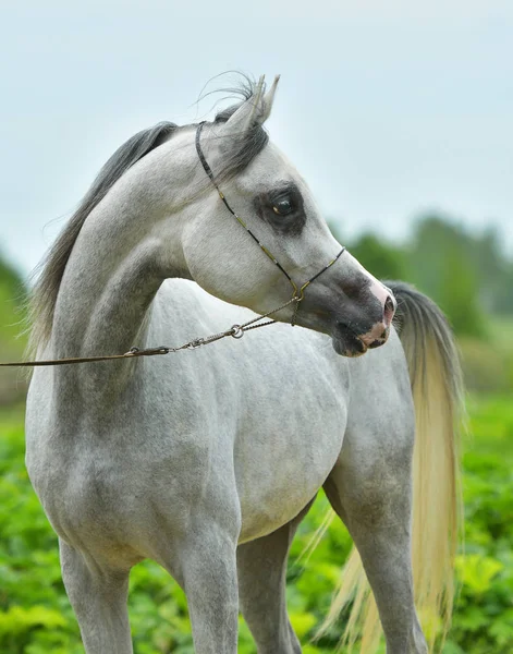 Cavalo Árabe Cinzento Retrato Halter Mostrar Sumer Luz Solar Natural — Fotografia de Stock