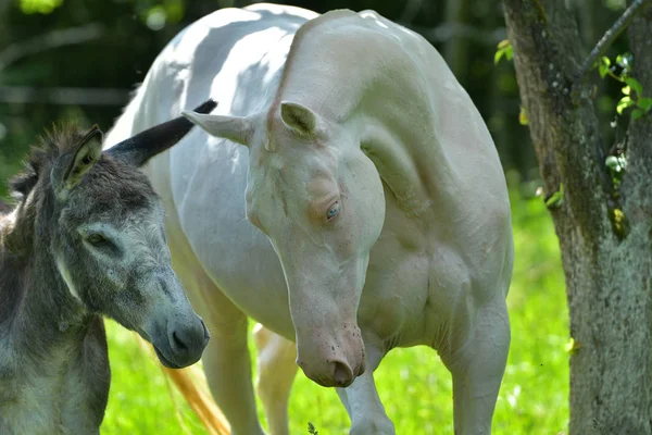 Perlino Akhal Teke horse and miniature donkey together under the tree in summer. Portrait, concept of animal communication.