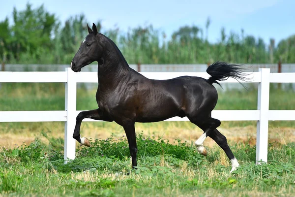 Zwarte Akhal Teke Hengst Loopt Draf Langs Witte Hek Zomer — Stockfoto