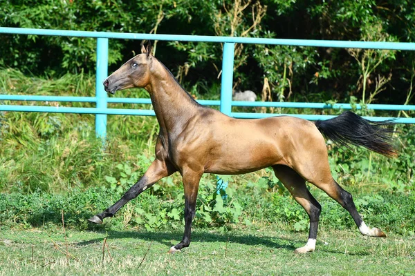 Czystej Skóry Buckskin Akhal Teke Ogier Biegający Latem Galopie Trawie — Zdjęcie stockowe