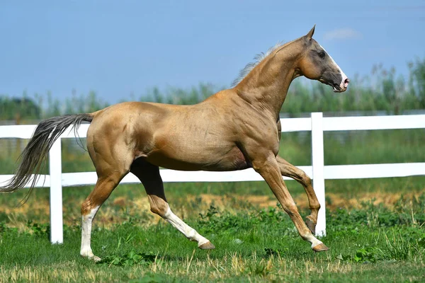 Purebred Palomino Akhal Teke Stallion Running Gallop Grass Summer — Stock Photo, Image