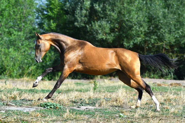 Purebred Dark Buckskin Akhal Teke Stallion Running Gallop Grass Summer — Stock Photo, Image