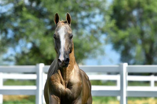 Golden Palomino Akhal Teke Stallion Running Forward Animal Portrait — Stock Photo, Image
