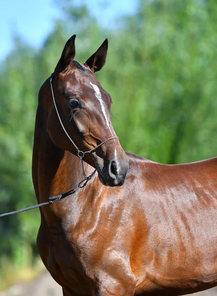 Purebred Bay Akhal Teke Cavalo Fora Halter Show Retrato — Fotografia de Stock